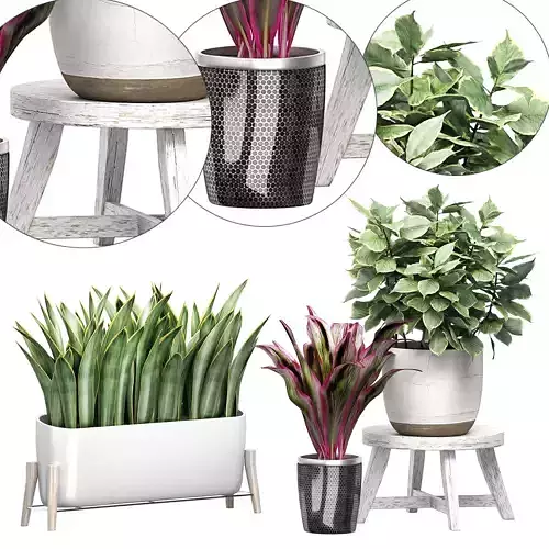 Potted plants Set 46 3D model