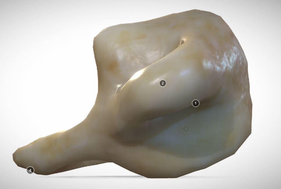 Human atlas C1 vertebra Low-poly 3D model_2