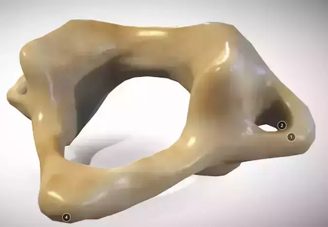 Human atlas C1 vertebra Low-poly 3D model