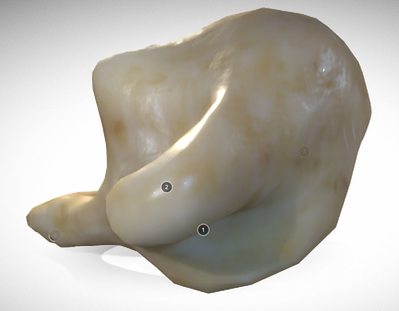 Human atlas C1 vertebra Low-poly 3D model_7