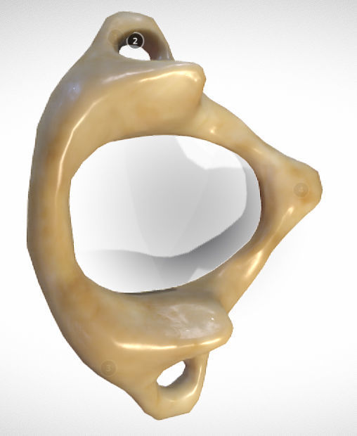 Human atlas C1 vertebra Low-poly 3D model_6