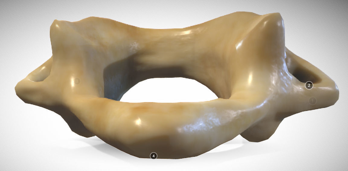 Human atlas C1 vertebra Low-poly 3D model_9