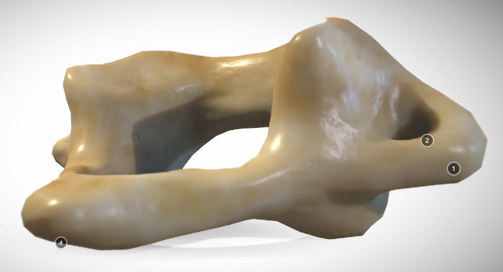 Human atlas C1 vertebra Low-poly 3D model_1