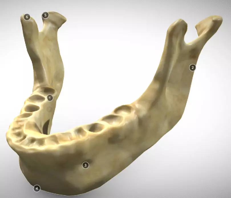 Human Jaw Skeleton Low-poly 3D model_0