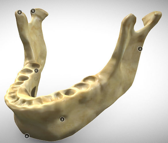 Human Jaw Skeleton Low-poly 3D model