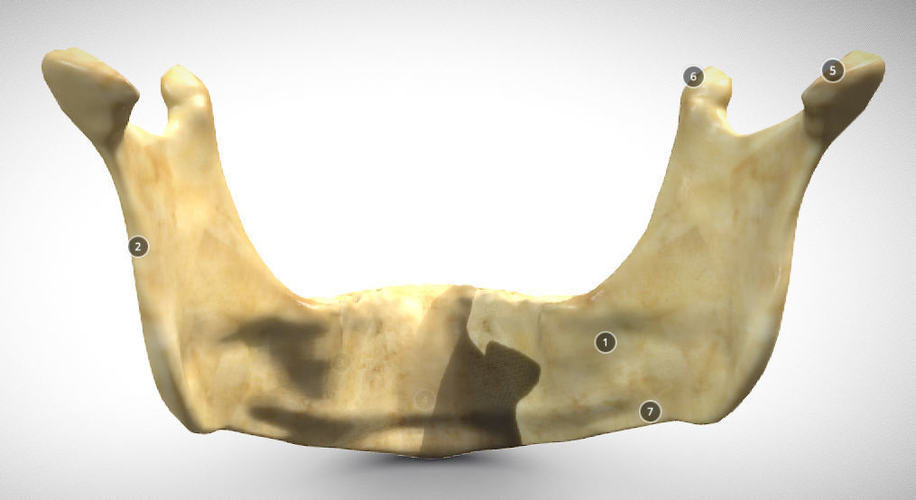 Human Jaw Skeleton Low-poly 3D model_4