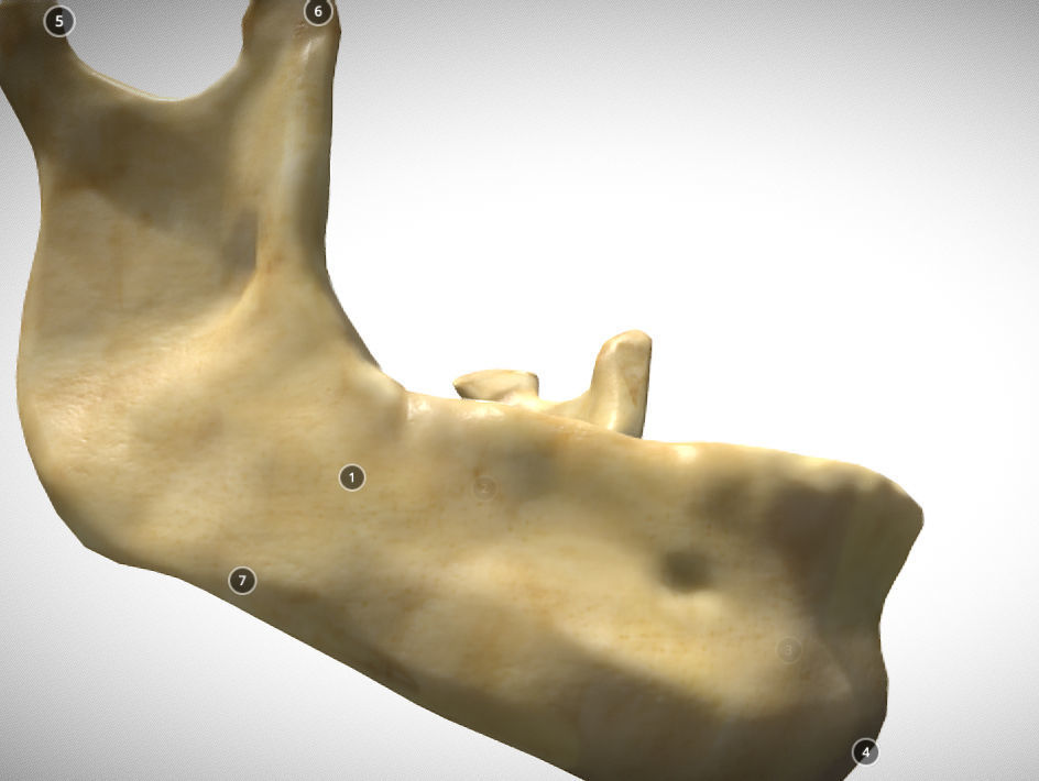 Human Jaw Skeleton Low-poly 3D model_8