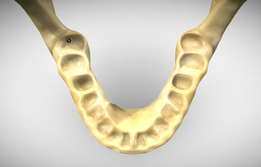 Human Jaw Skeleton Low-poly 3D model_9