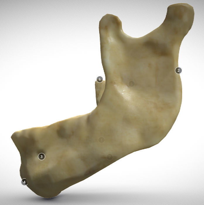 Human Jaw Skeleton Low-poly 3D model_3