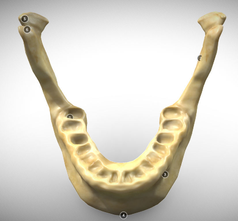 Human Jaw Skeleton Low-poly 3D model_2