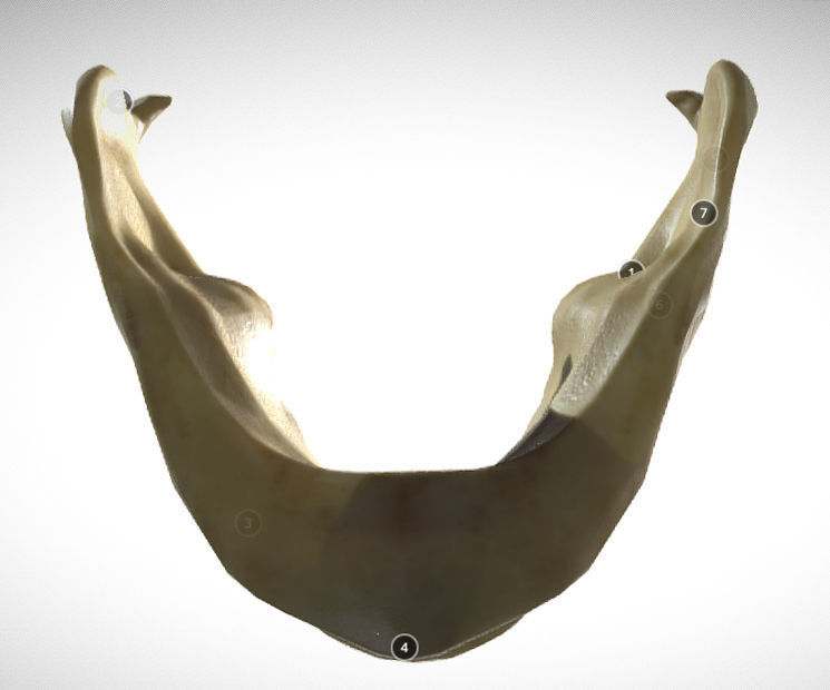 Human Jaw Skeleton Low-poly 3D model_6