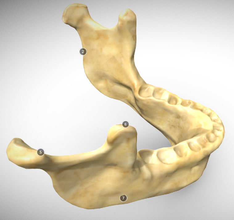Human Jaw Skeleton Low-poly 3D model_7