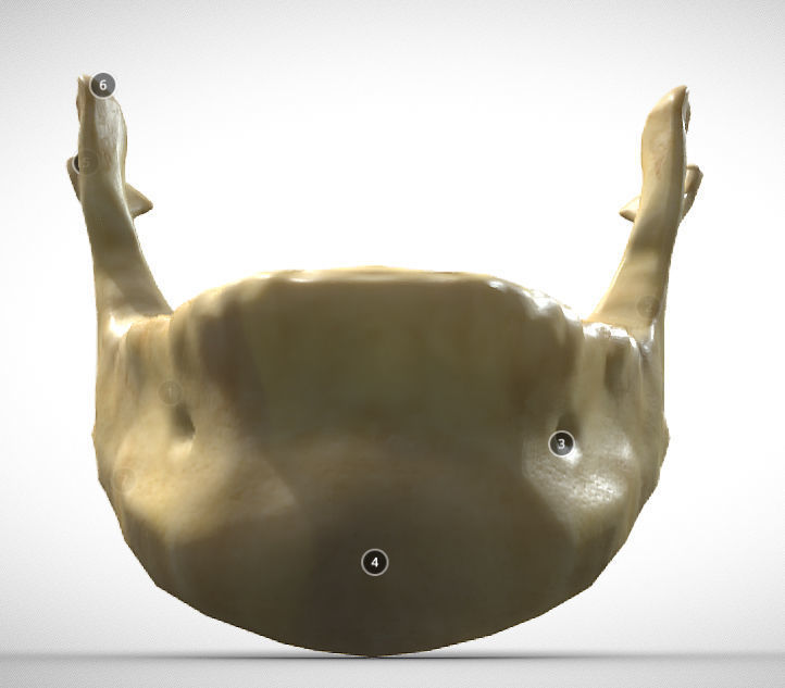 Human Jaw Skeleton Low-poly 3D model_1