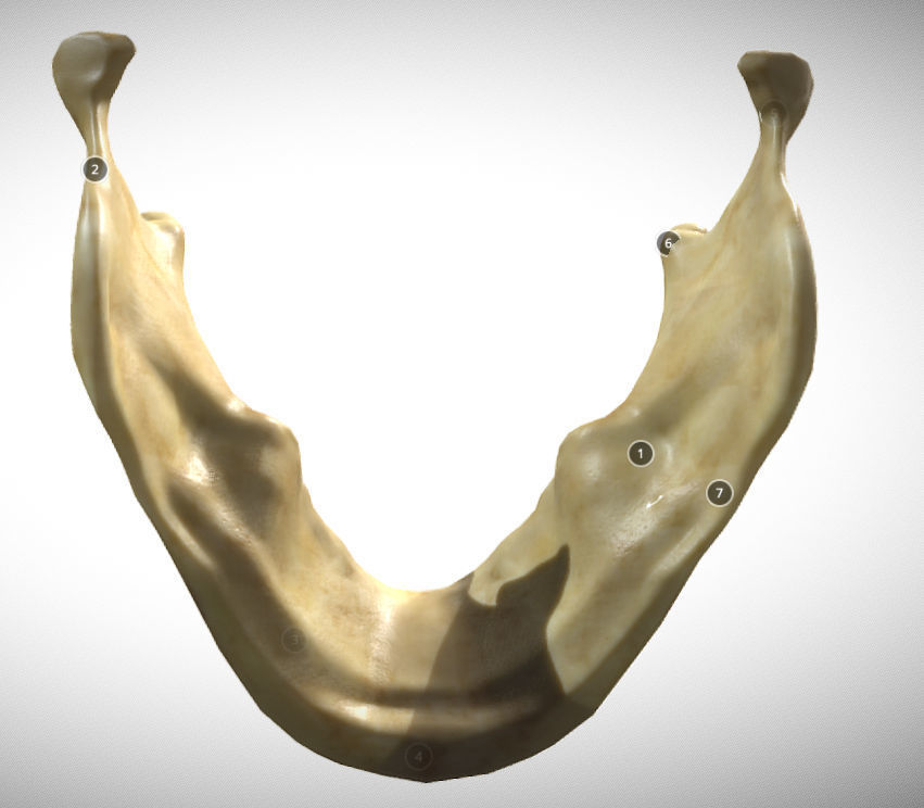 Human Jaw Skeleton Low-poly 3D model_5