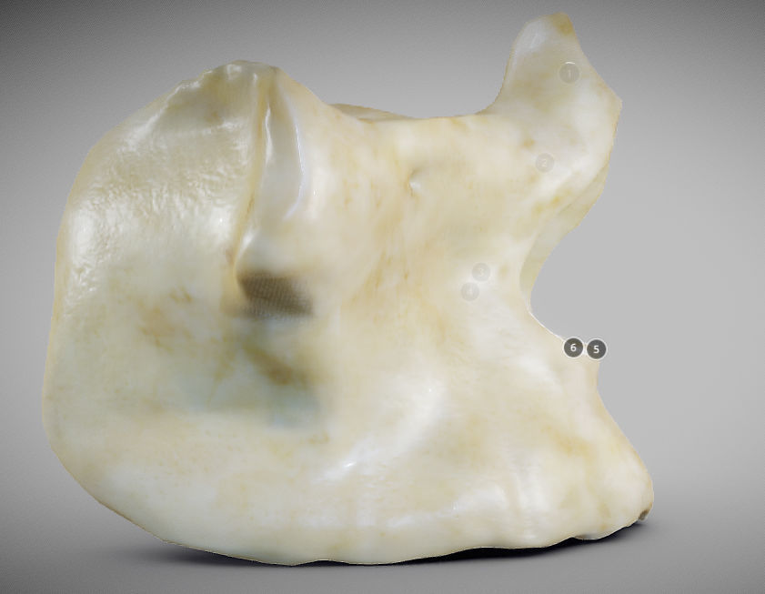 Human Maxilla Bone Low-poly 3D model_4