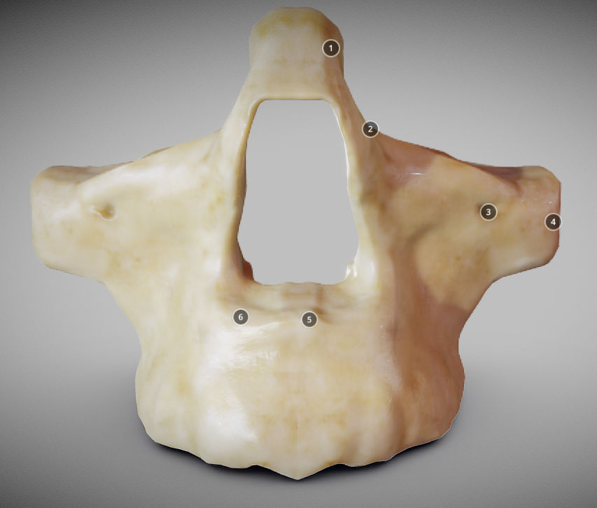 Human Maxilla Bone Low-poly 3D model_1