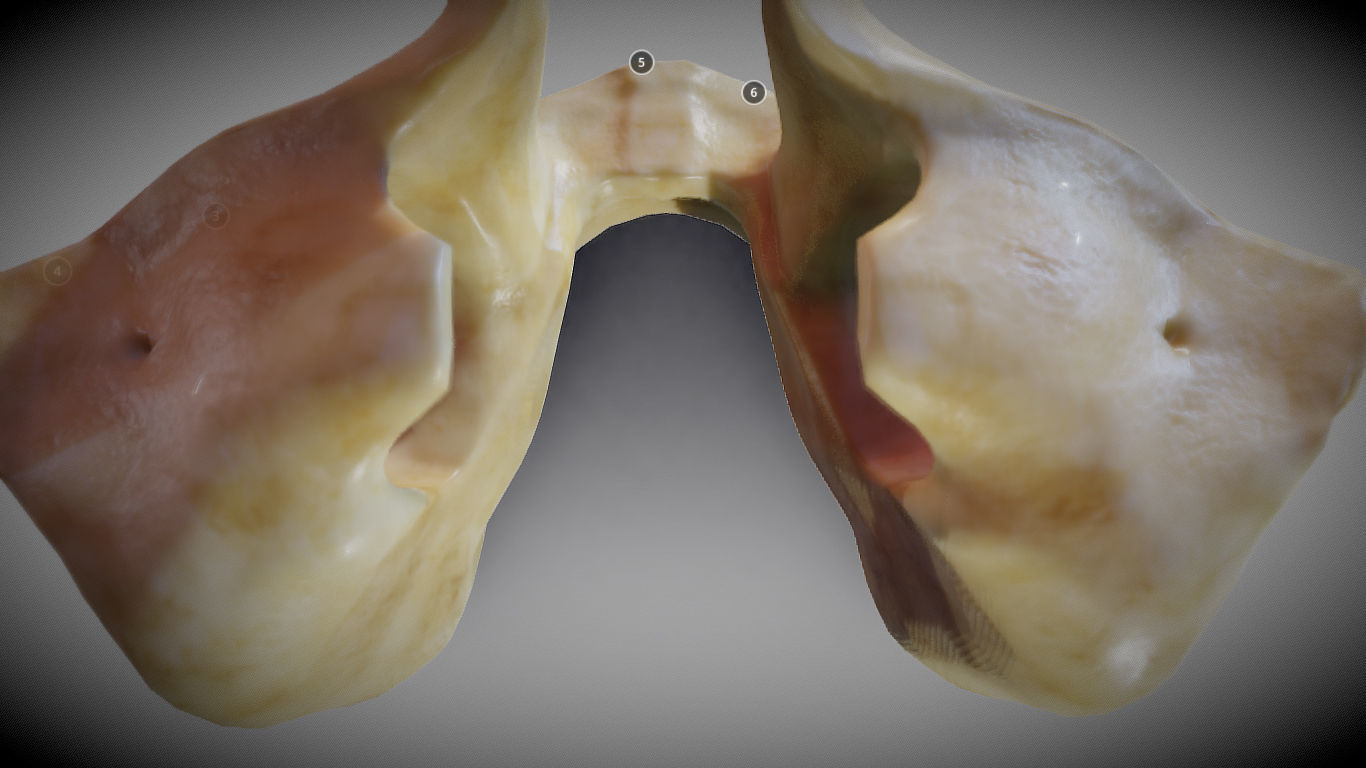 Human Maxilla Bone Low-poly 3D model_10