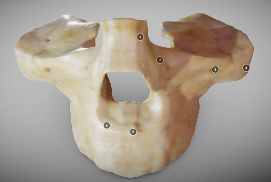 Human Maxilla Bone Low-poly 3D model_7