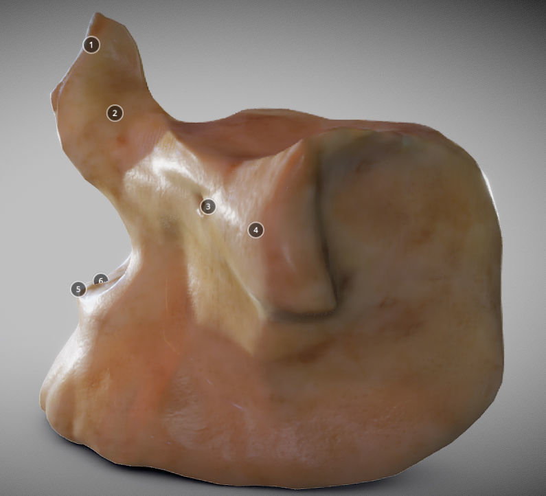 Human Maxilla Bone Low-poly 3D model_2