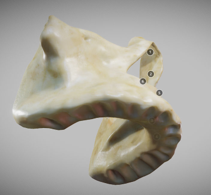 Human Maxilla Bone Low-poly 3D model_5