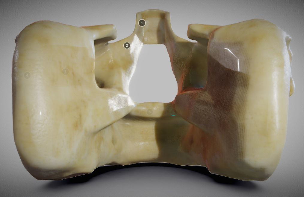 Human Maxilla Bone Low-poly 3D model_3
