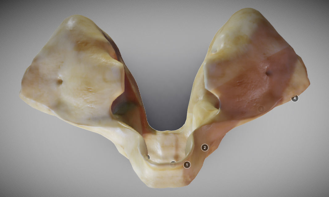 Human Maxilla Bone Low-poly 3D model_8