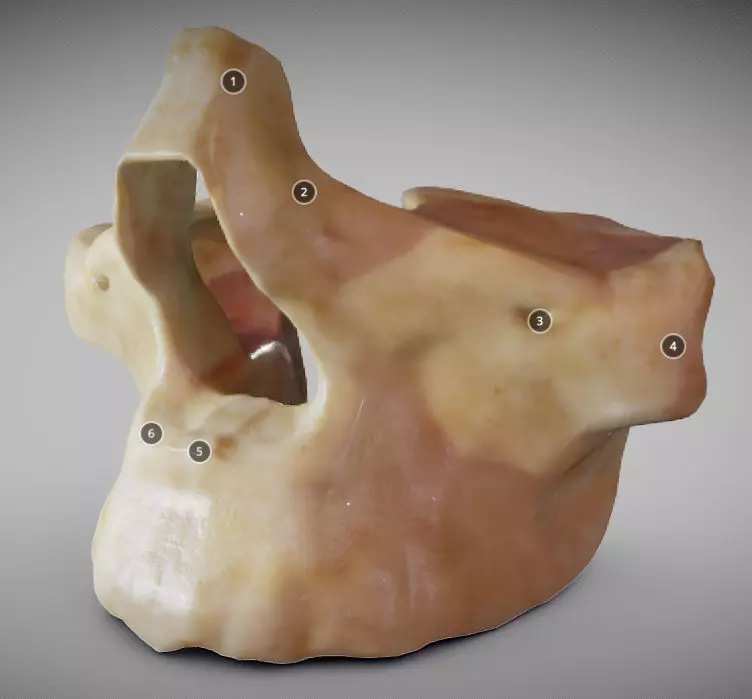 Human Maxilla Bone Low-poly 3D model_0