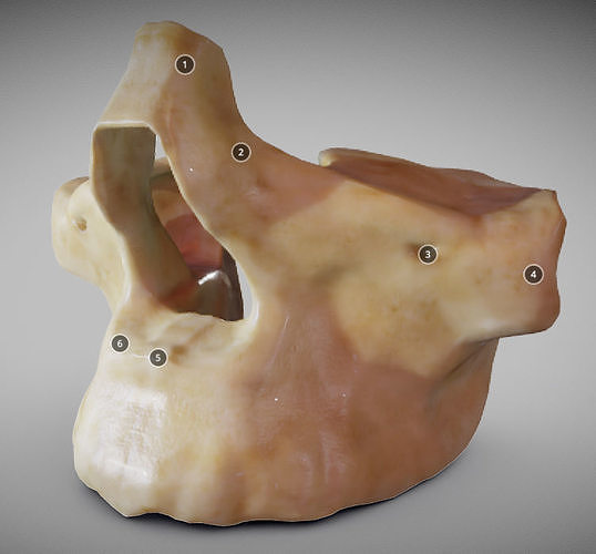 Human Maxilla Bone Low-poly 3D model