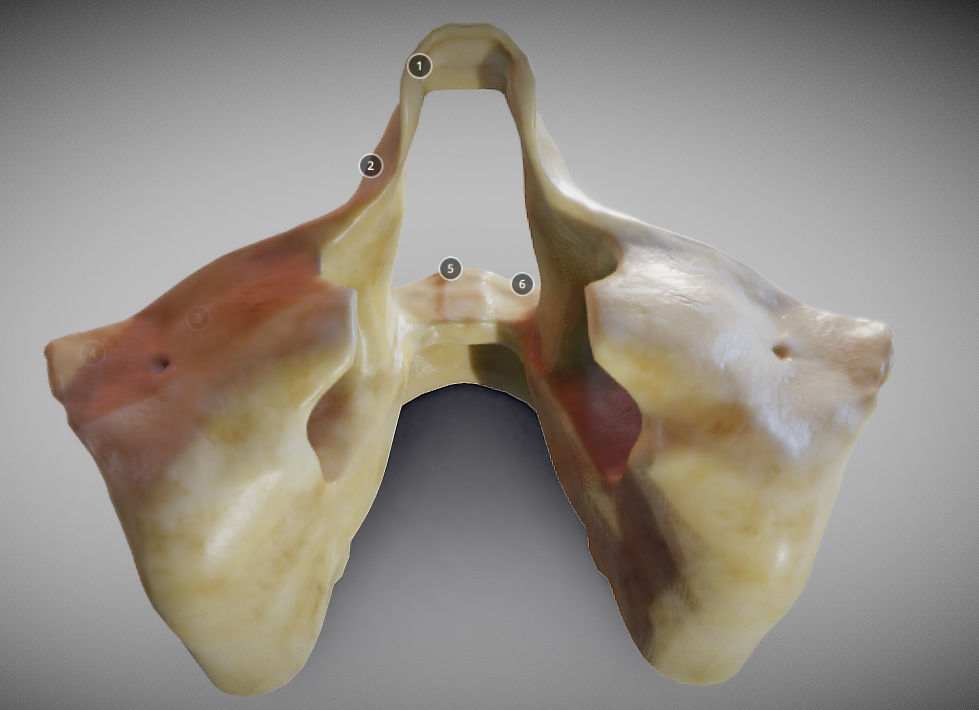 Human Maxilla Bone Low-poly 3D model_9