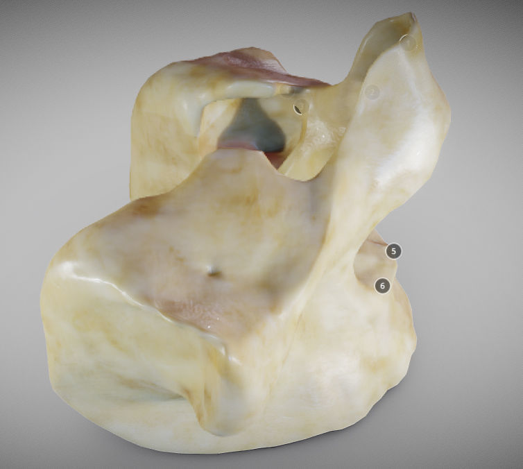 Human Maxilla Bone Low-poly 3D model_12