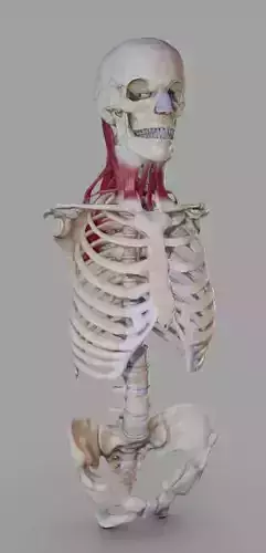 Deep Muscles of the Neck