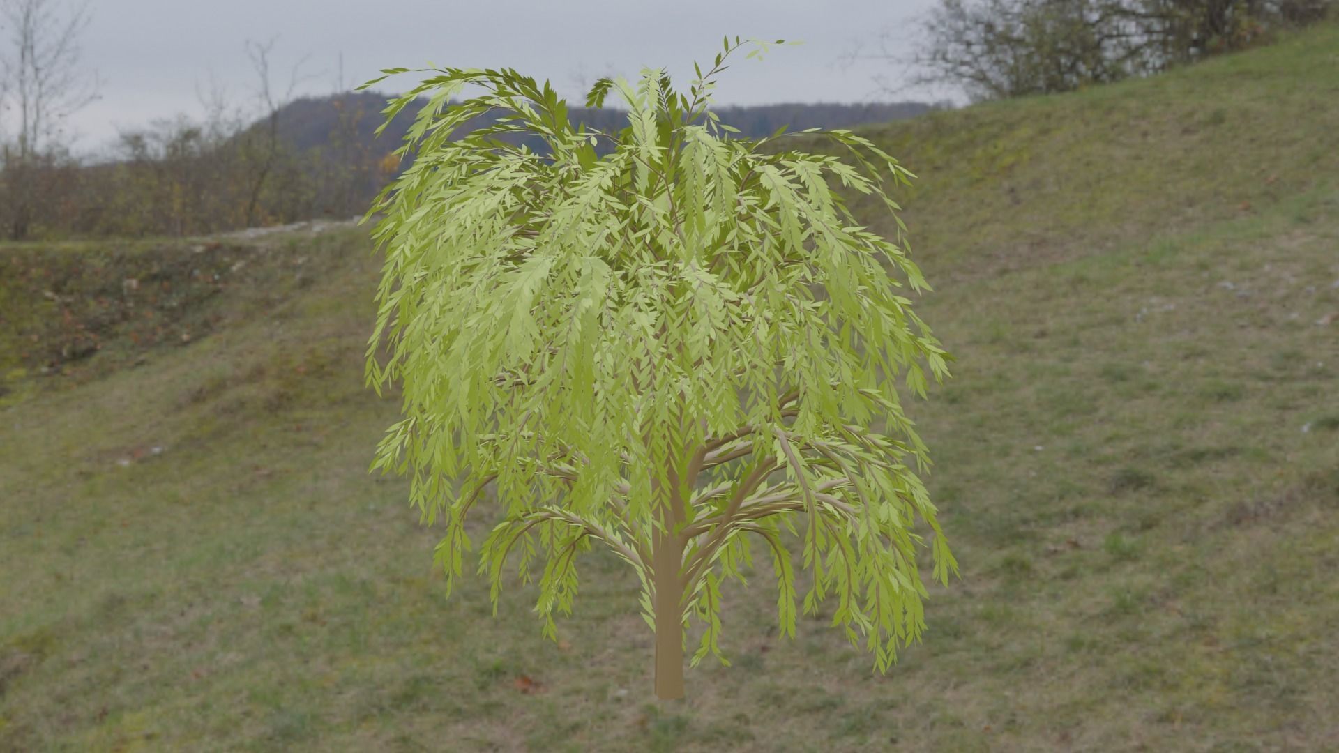 Great Willow 3D model_2