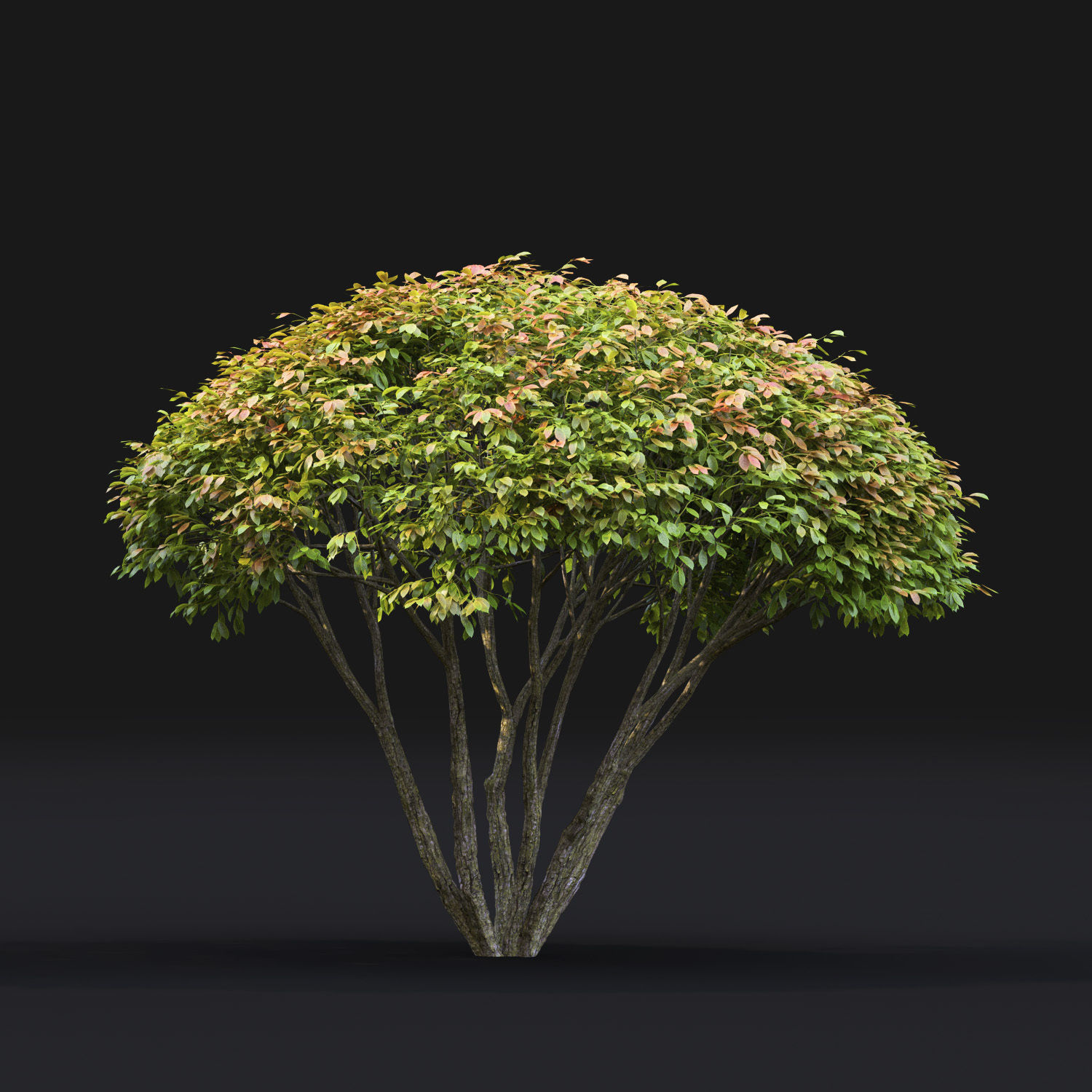 Euonymus 08 3D model_4
