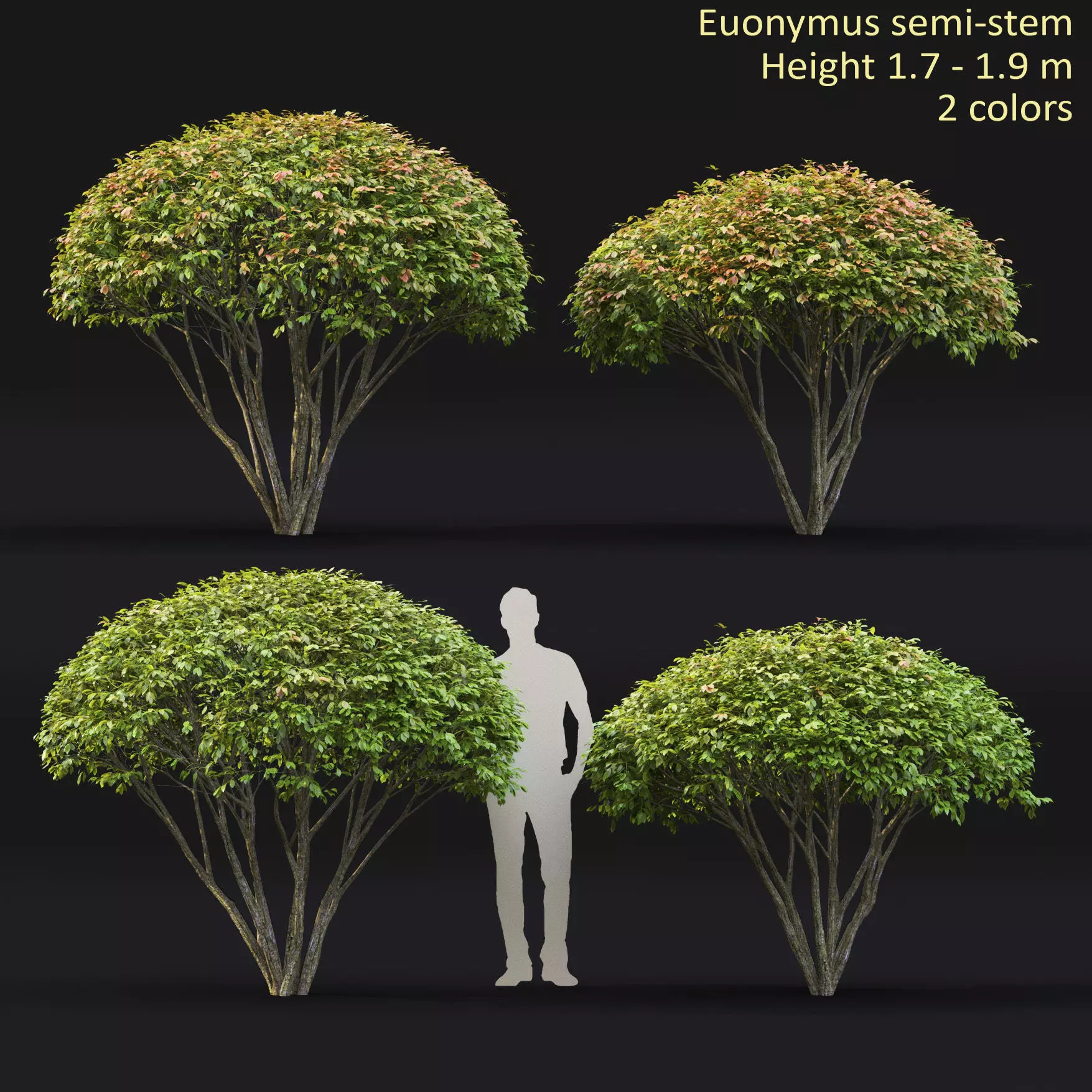 Euonymus 08 3D model_0