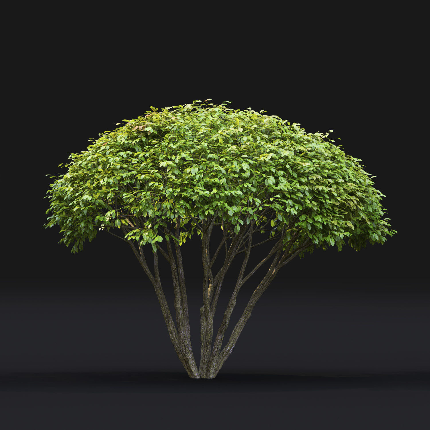 Euonymus 08 3D model_2