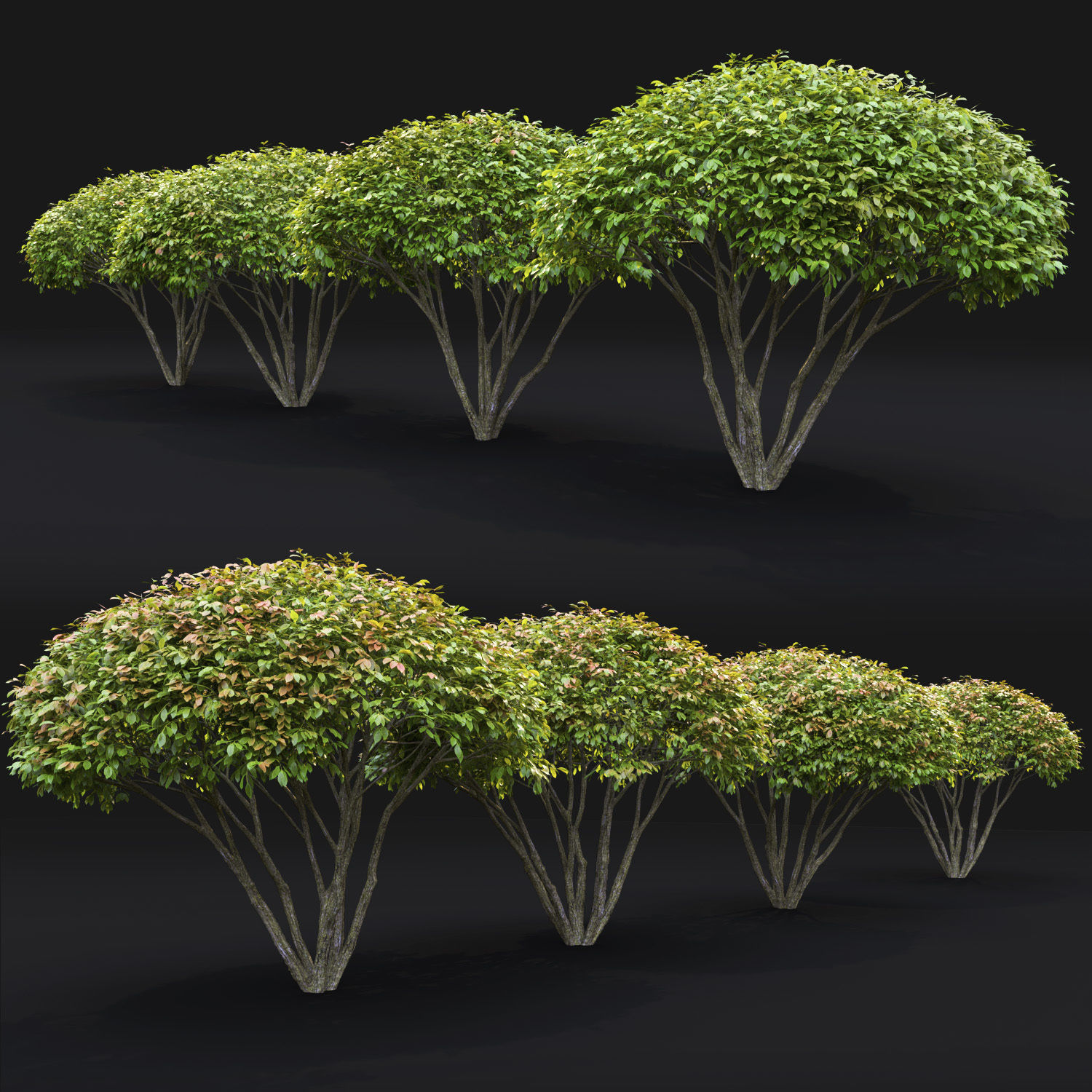 Euonymus 08 3D model_5