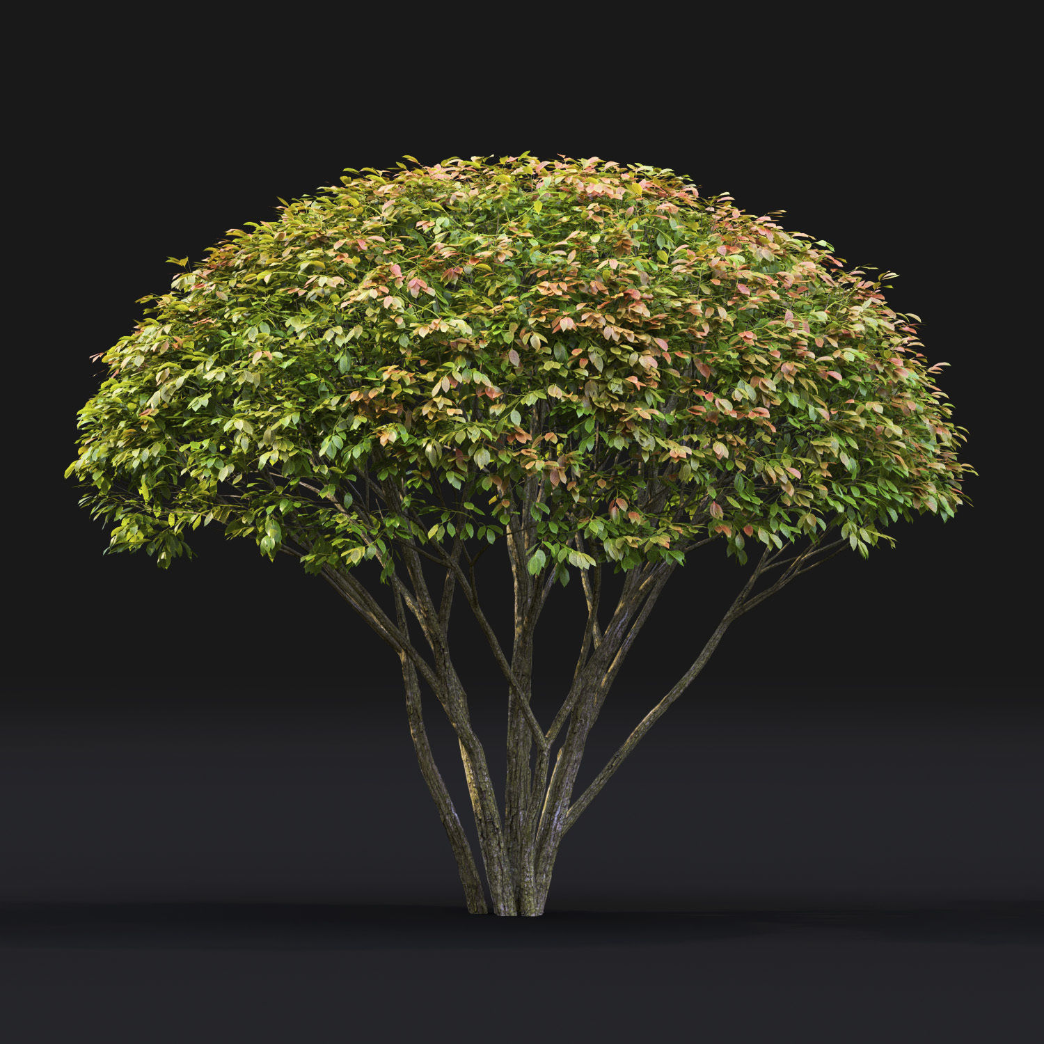 Euonymus 08 3D model_3