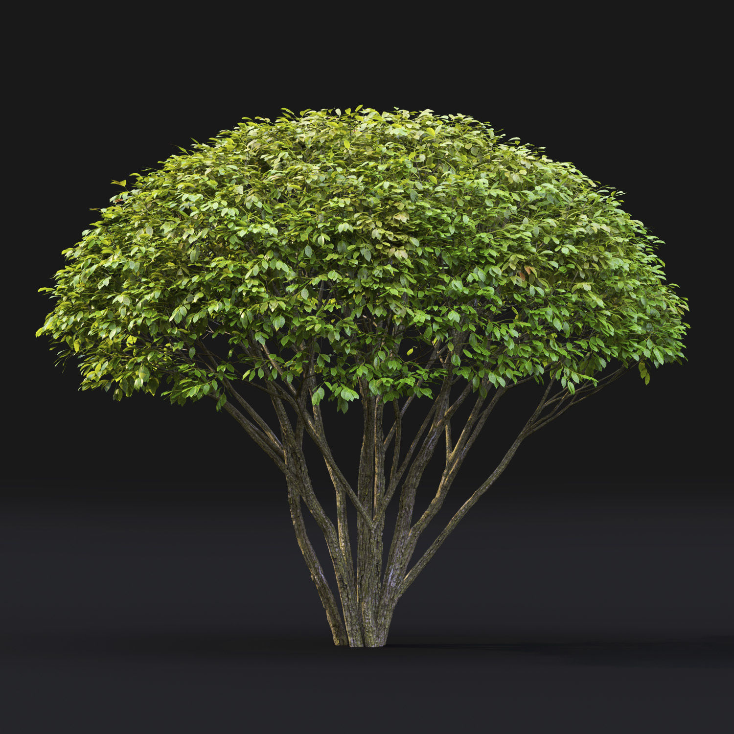 Euonymus 08 3D model_1