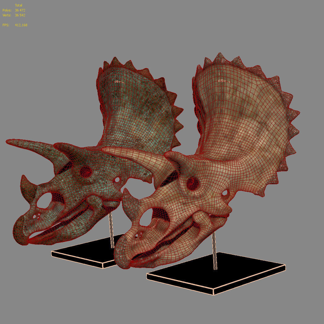 Triceratops skull 3D model_8