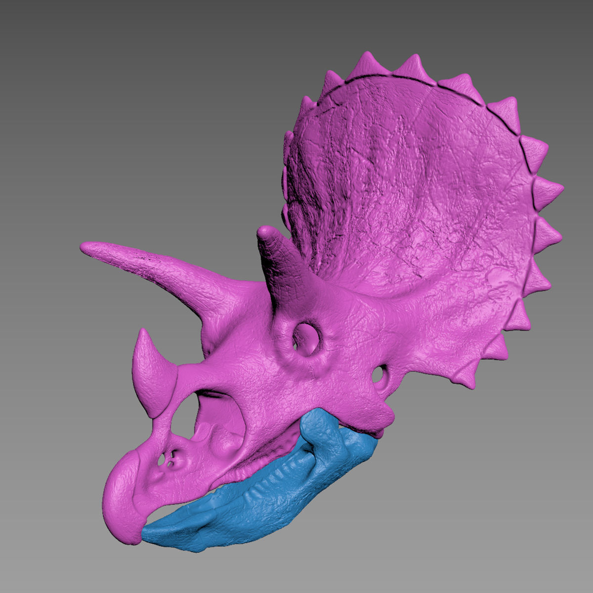 Triceratops skull 3D model_9