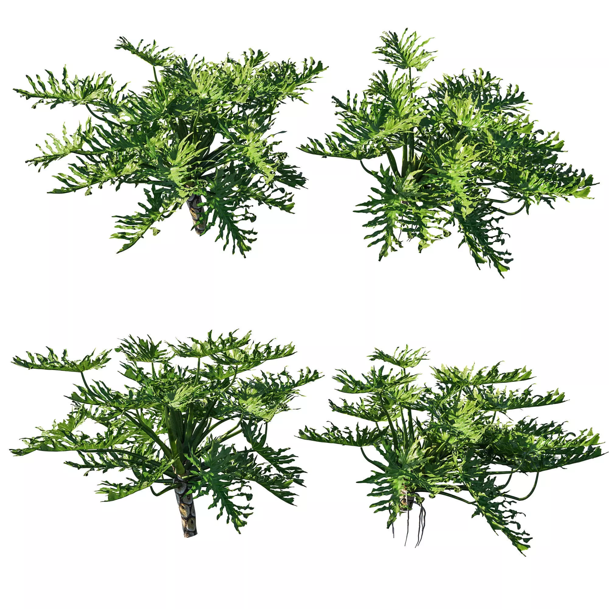 Philodendron Bipinnatifidum tree monstera 3D model