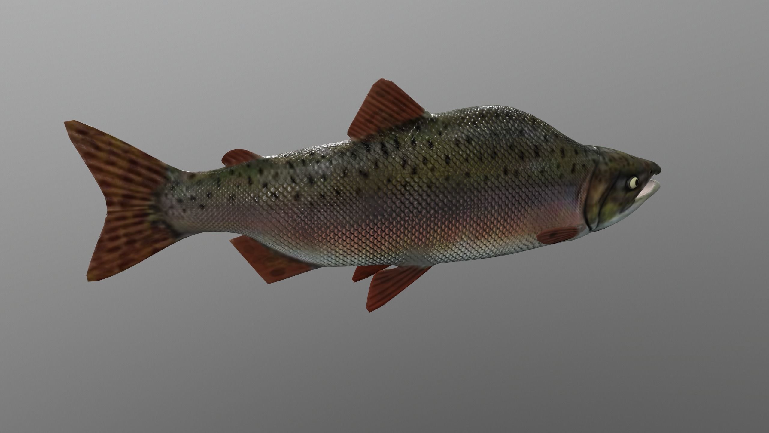 pink salmon Low-poly 3D model_7
