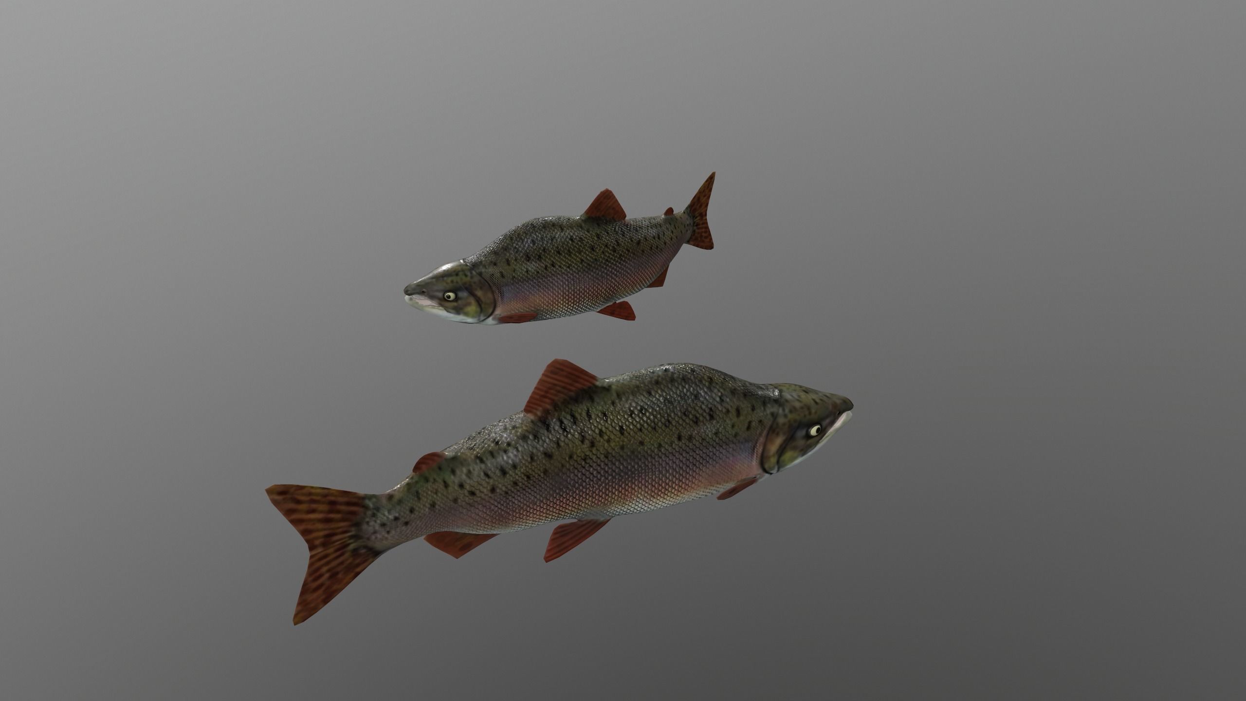 pink salmon Low-poly 3D model_3