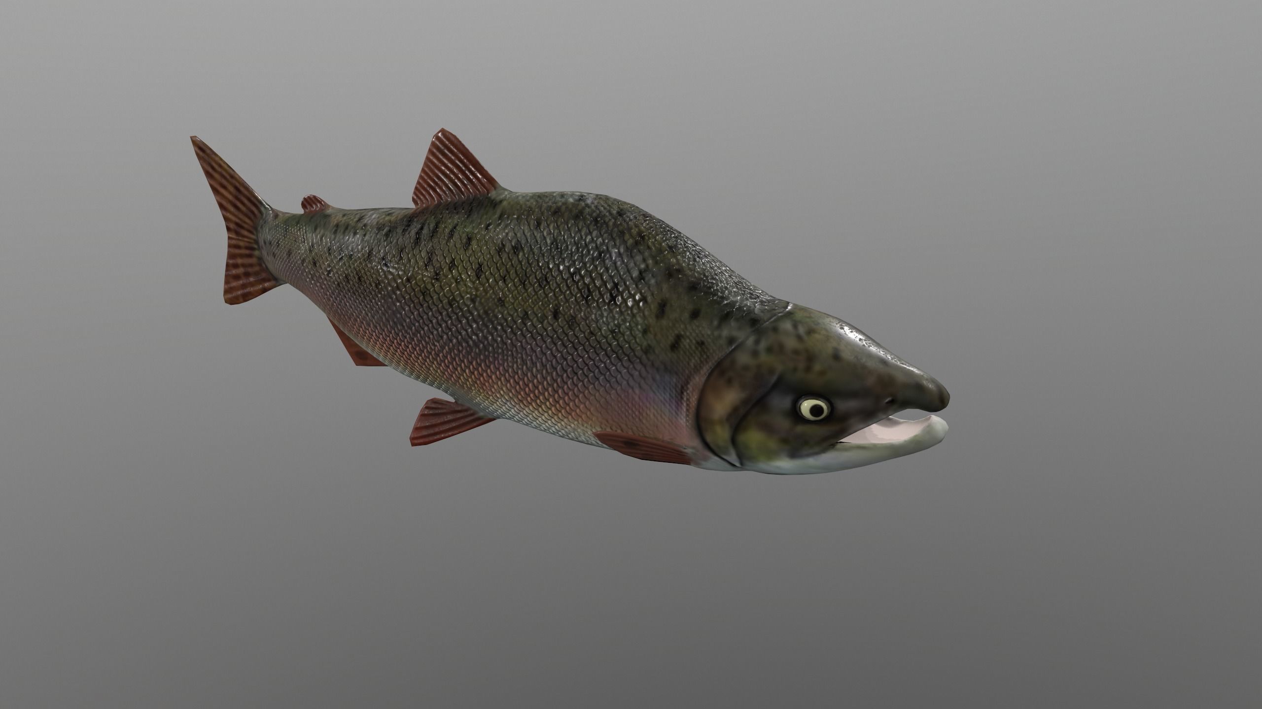 pink salmon Low-poly 3D model_0