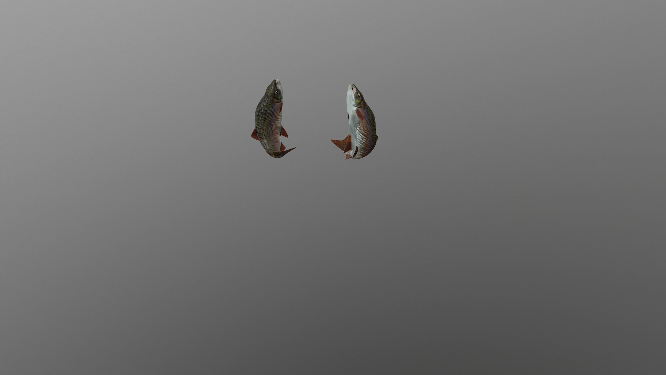 pink salmon Low-poly 3D model_5
