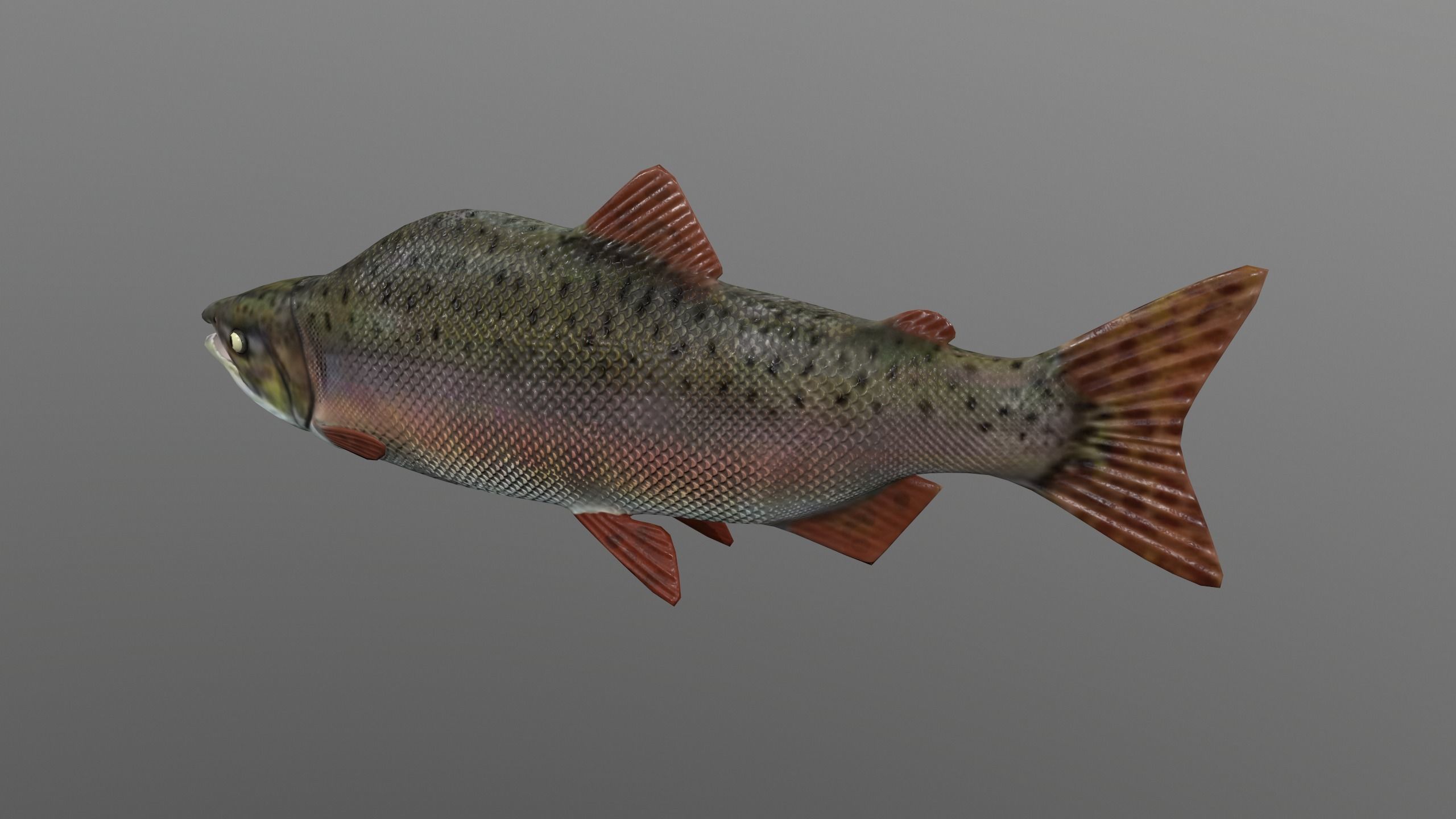pink salmon Low-poly 3D model_8