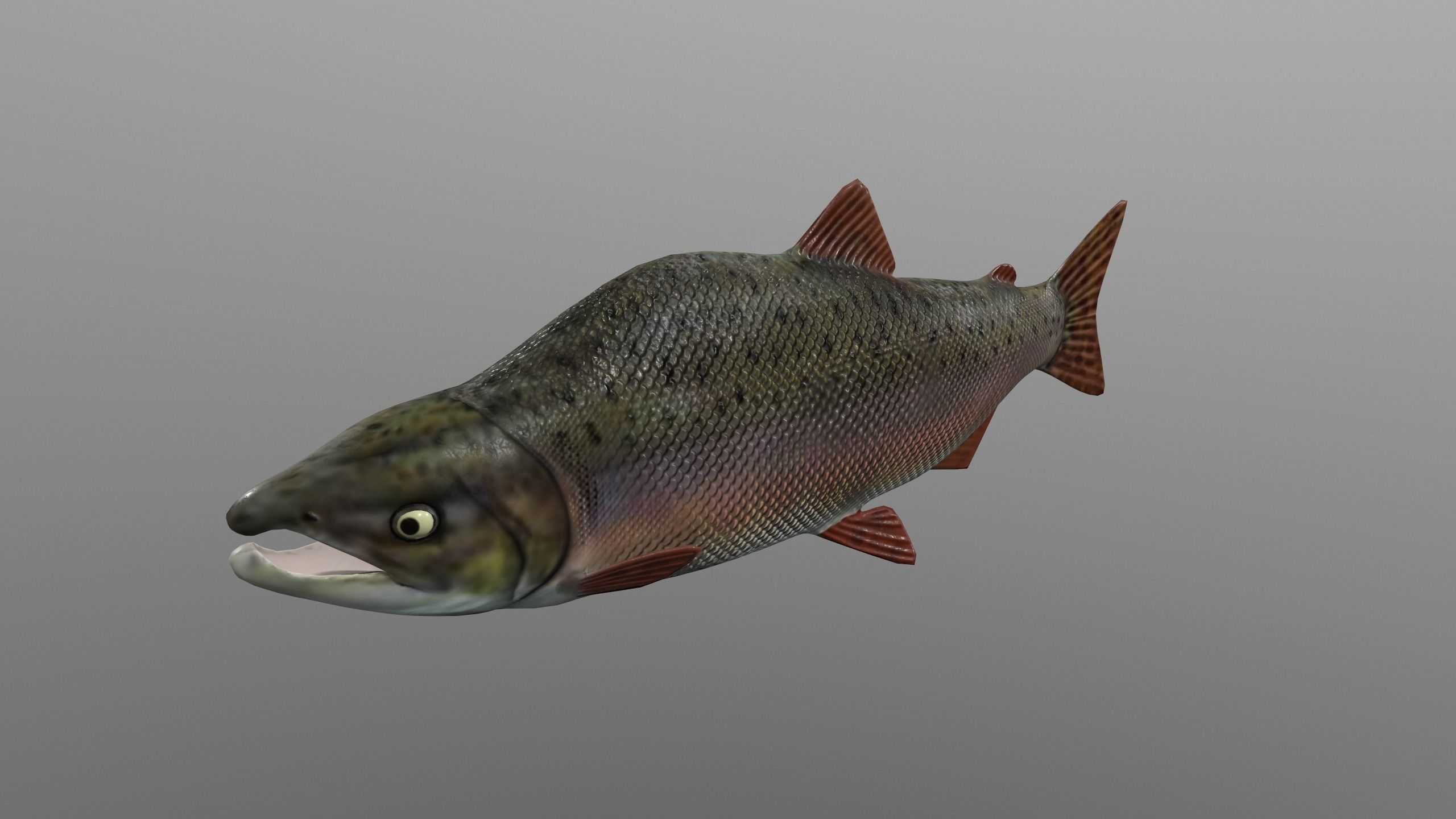 pink salmon Low-poly 3D model_6