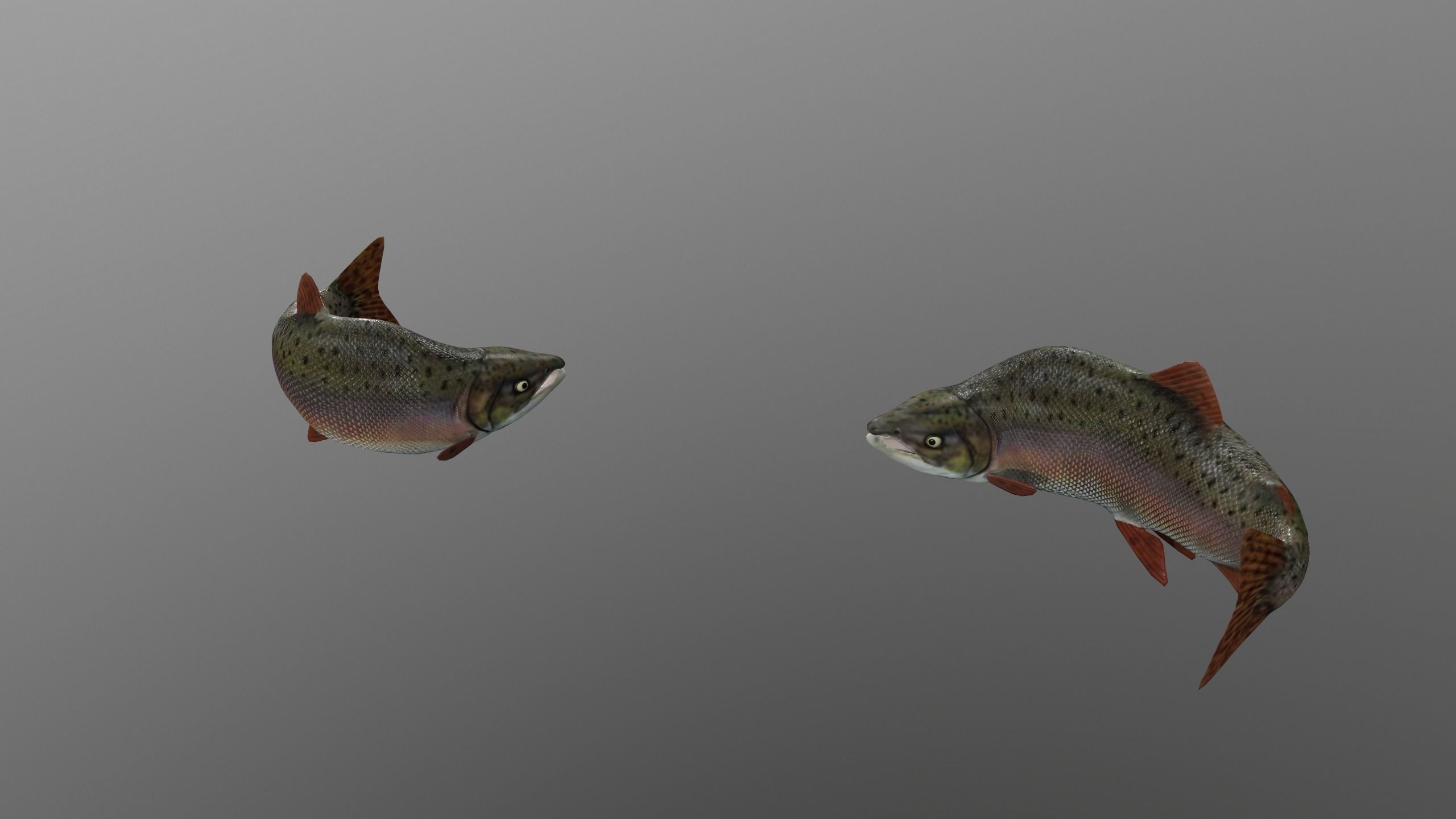 pink salmon Low-poly 3D model_4