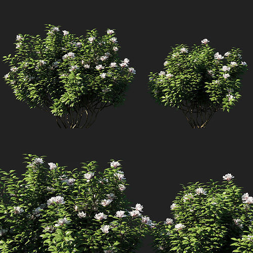 Rhododendron ponticum tree 3D model