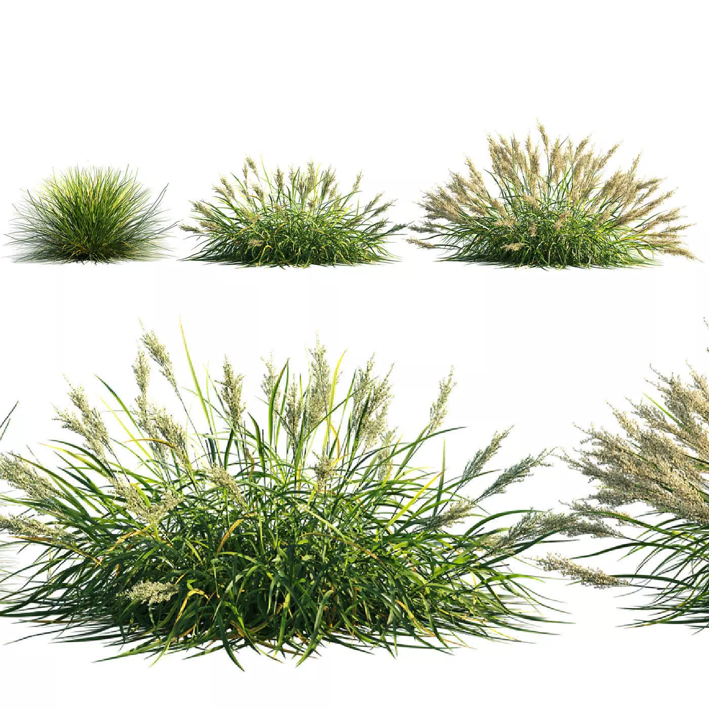 Calamagrostis arundinacea grass 3D model_0